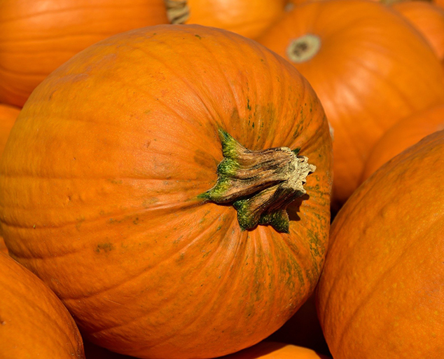 corn-pumpkin-facts-lake-metroparks